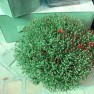 cvecara-ikebana-becej